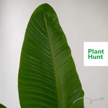 17967820198710269_1_t_360.jpg?