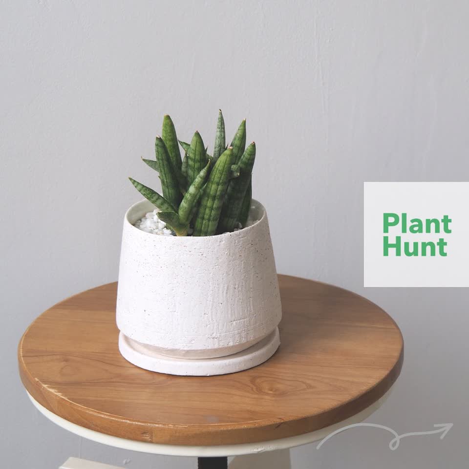 サンセベリア スタッキー斑入り　葉焼けあり サンセベリア スタッキー斑入り 葉焼けあり サンセベリア スタッキー