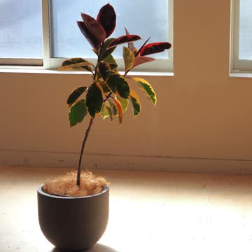 earnest hearts crocoR black crystal 植木鉢 earnest hearts POT 2nd