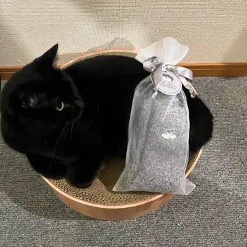 ディズニーストア　シンデレラ　ルシファー　帽子&ポシェット　のんのわん ディズニーストア、シンデレラ新グッズ。猫ルシファーの