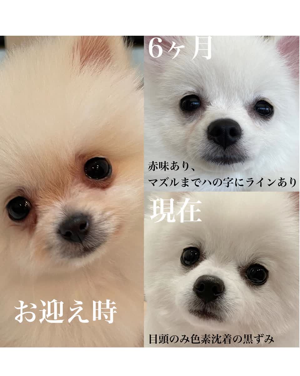 鰹と薩摩芋のごはん | ヒトワンオリジナルドッグフード