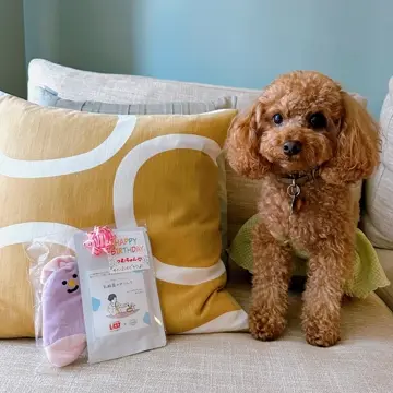 NEW！ベアキャンディボール | 音が鳴る犬のおもちゃ バイトミー