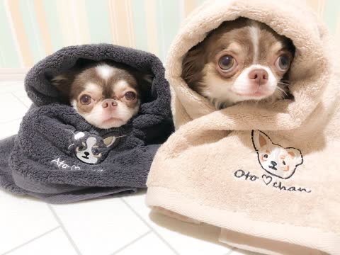 海外犬服 高品質なインポートのドッグウェア通販【BM WORLD