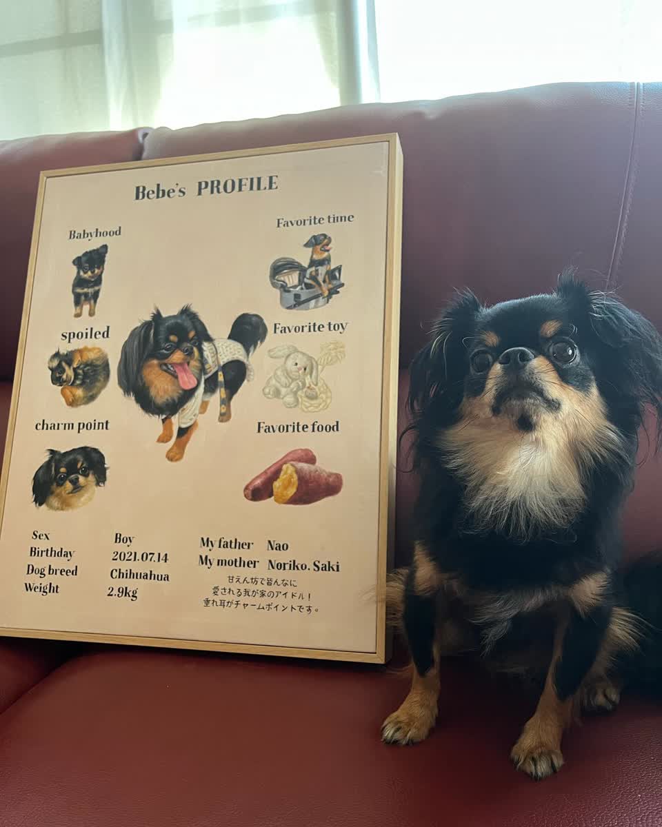海外犬服 高品質なインポートのドッグウェア通販【draw pet】my
