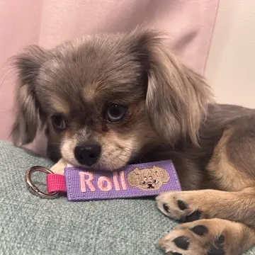 海外犬服 高品質なインポートのドッグウェア通販 
