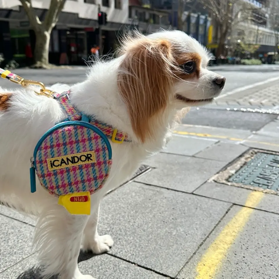 urbandogtokyoの投稿(1431886420519194624)