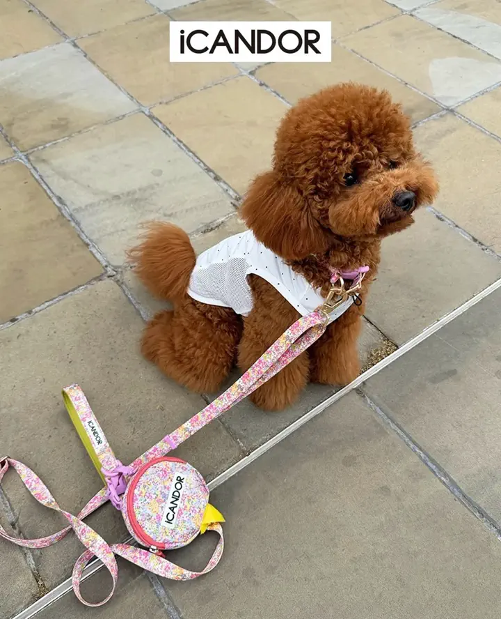 海外犬服 高品質なインポートのドッグウェア通販 