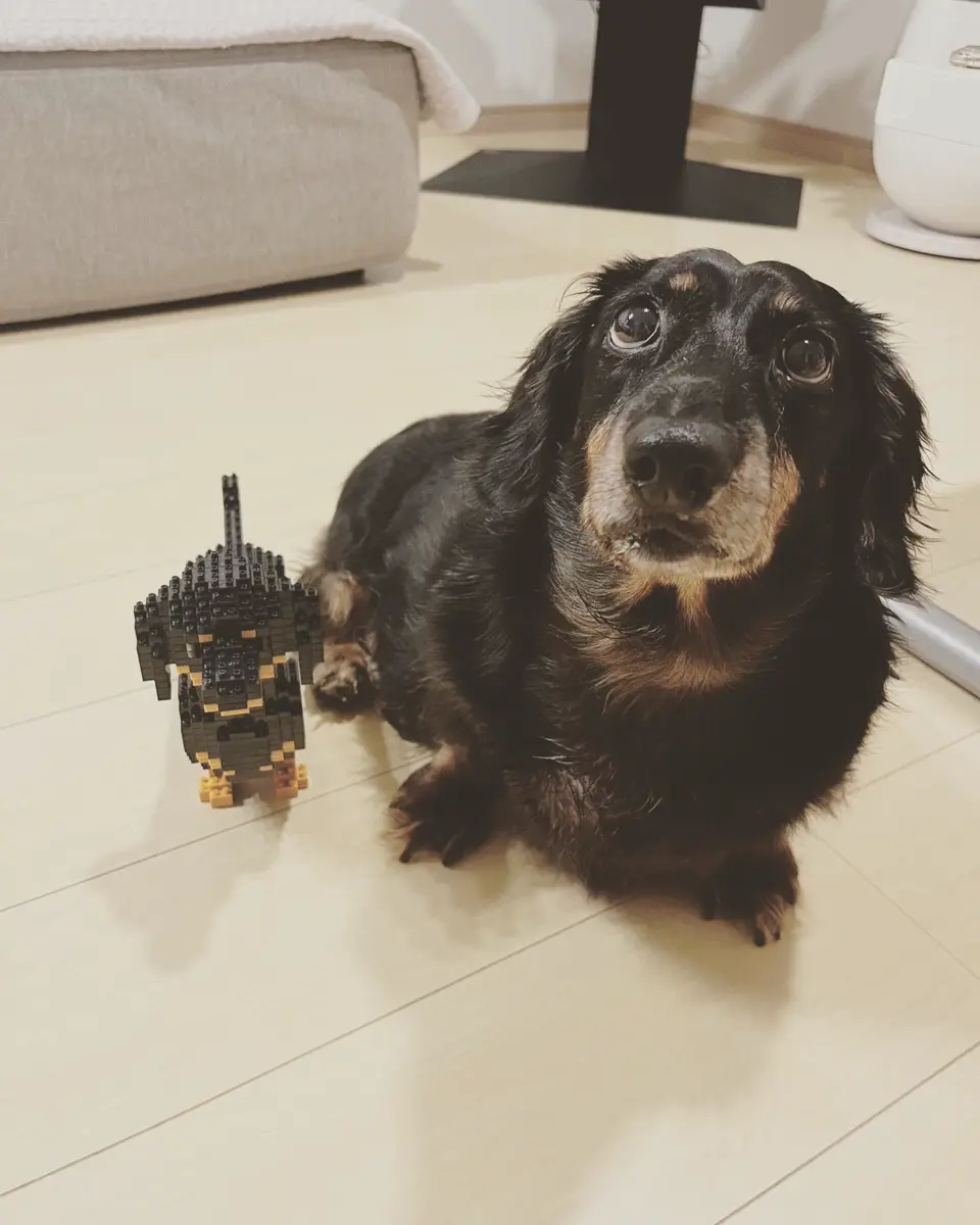 復刻版 マイセン写し招き猫 中サイズ Amazon.co.jp: 復刻版