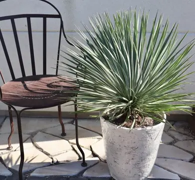 宝石のような観葉植物のお店 【Jewelry Plant】 ユッカ