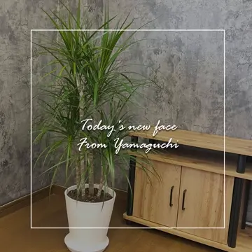 宝石のような観葉植物のお店 【Jewelry Plant】 ドラセナ コンシンネ