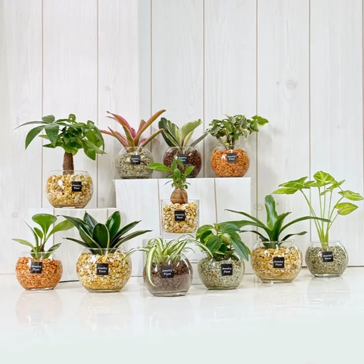 富貴蘭 – Jewelry Plant online