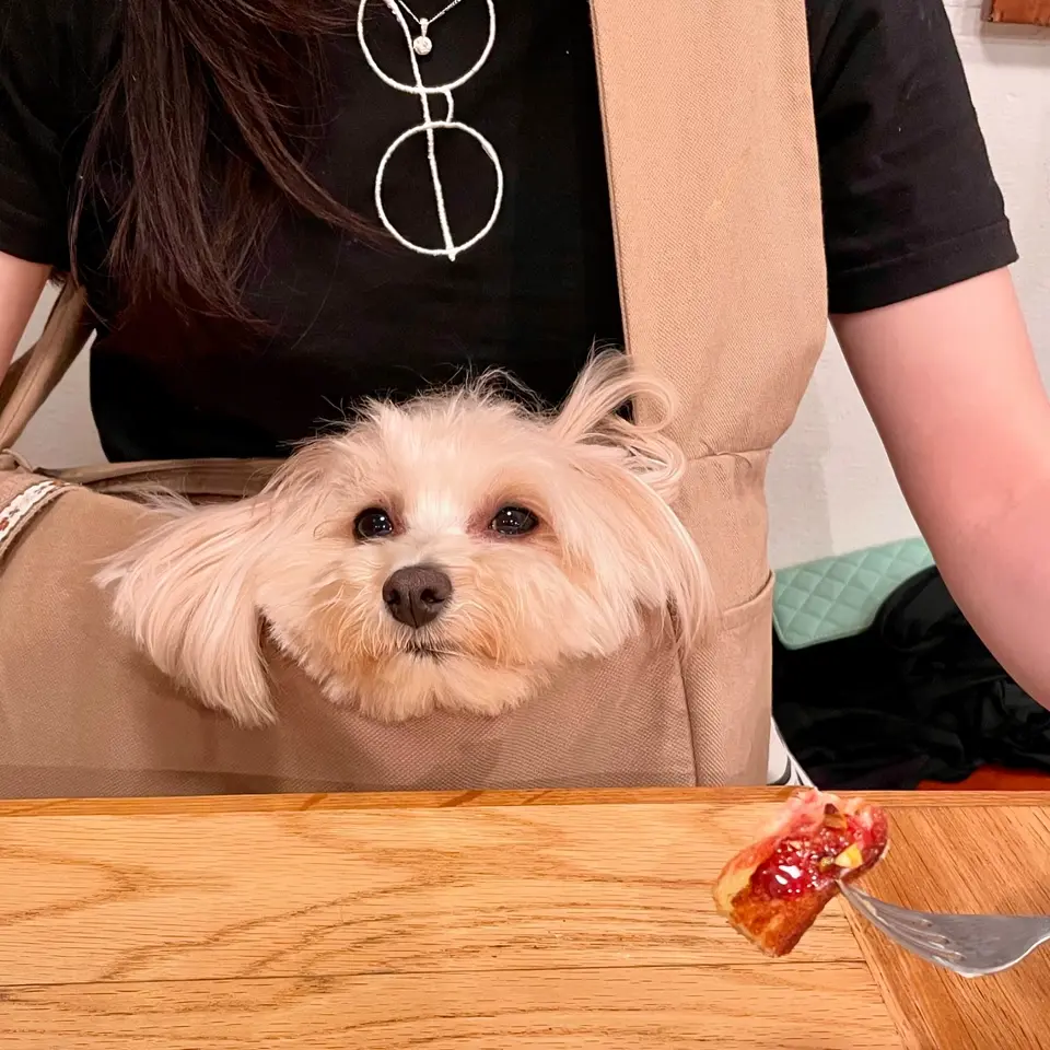 ぴい⭐︎moncheri ドッグスリング　メッシュ付き moncheri ドッグスリング メッシュ付き Pets-first ONLINESTORE