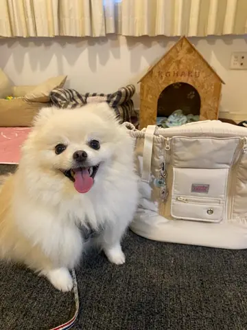 COMFY RAVIOLI】テンマイルバッグ（フロントバッグ） Pets-first