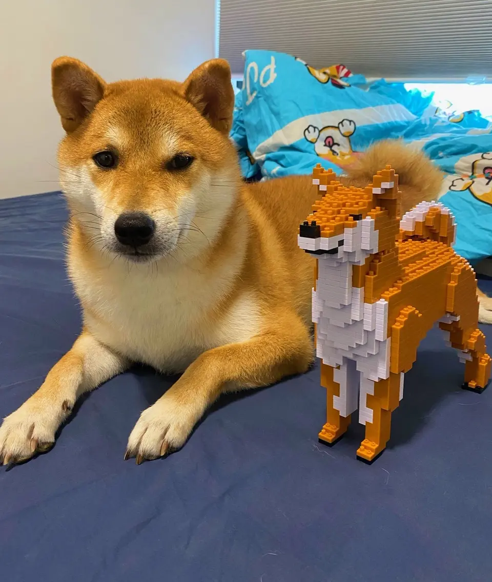 Shiba Inu 02-M02 - JEKCA | Plastic Building Blocks for Kidults