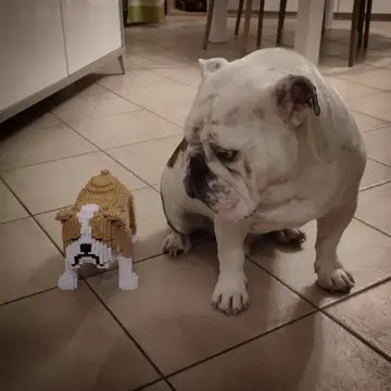 English Bulldog 01-M03 - JEKCA | Plastic Building Blocks for