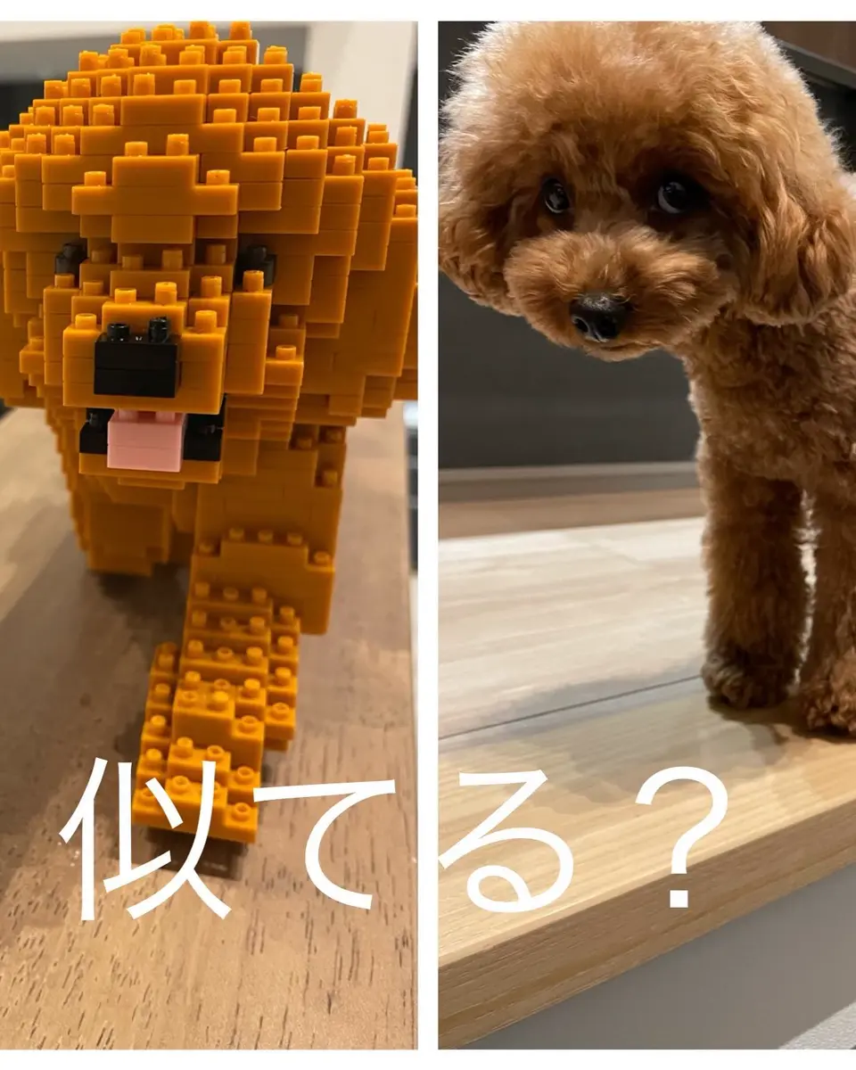 Toy Poodle 05-M02 - JEKCA | Plastic Building Blocks for Kidults