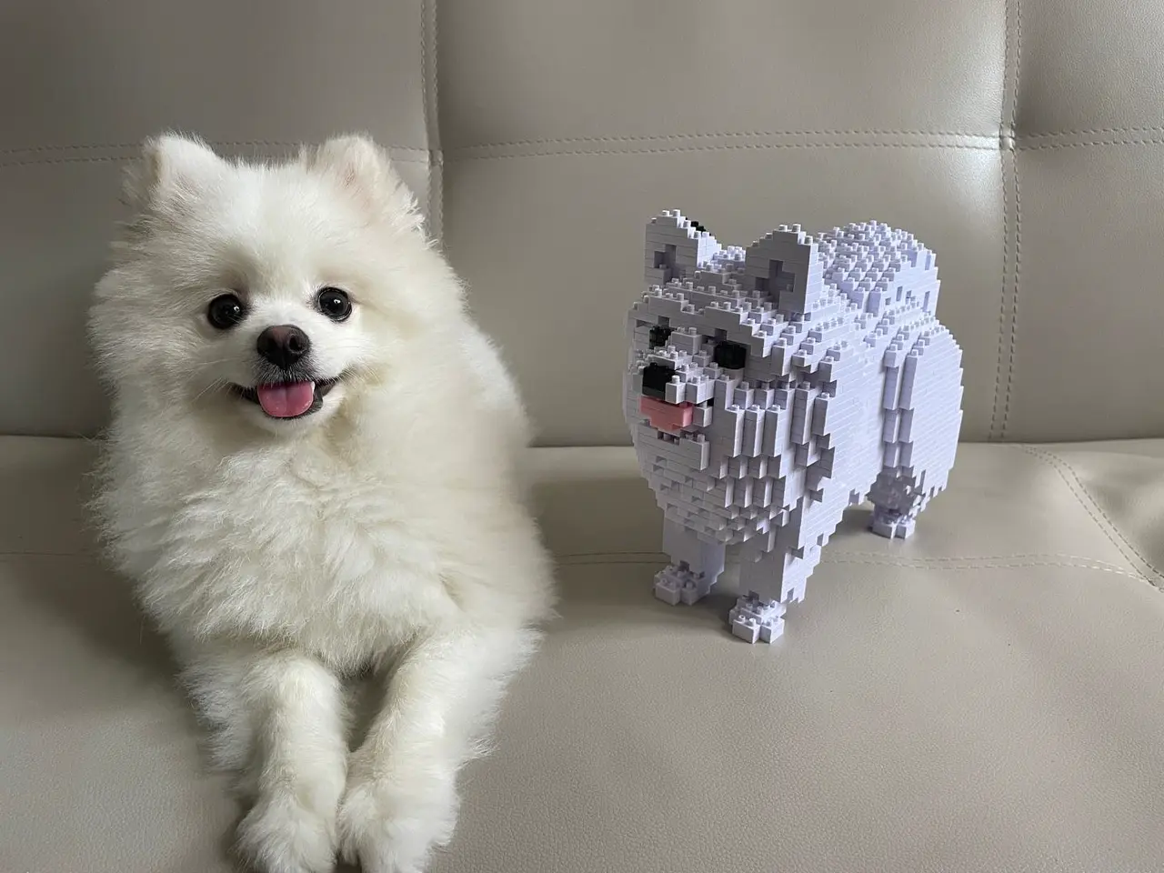 Pomeranian 02-M02 - JEKCA | Plastic Building Blocks for Kidults