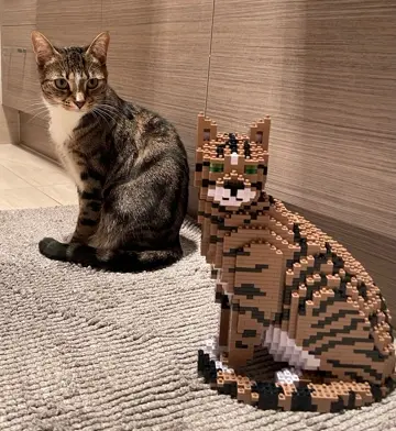 CAT★ Cat 02S-M04 - JEKCA | Plastic Building Blocks for Kidults – JEKCA US