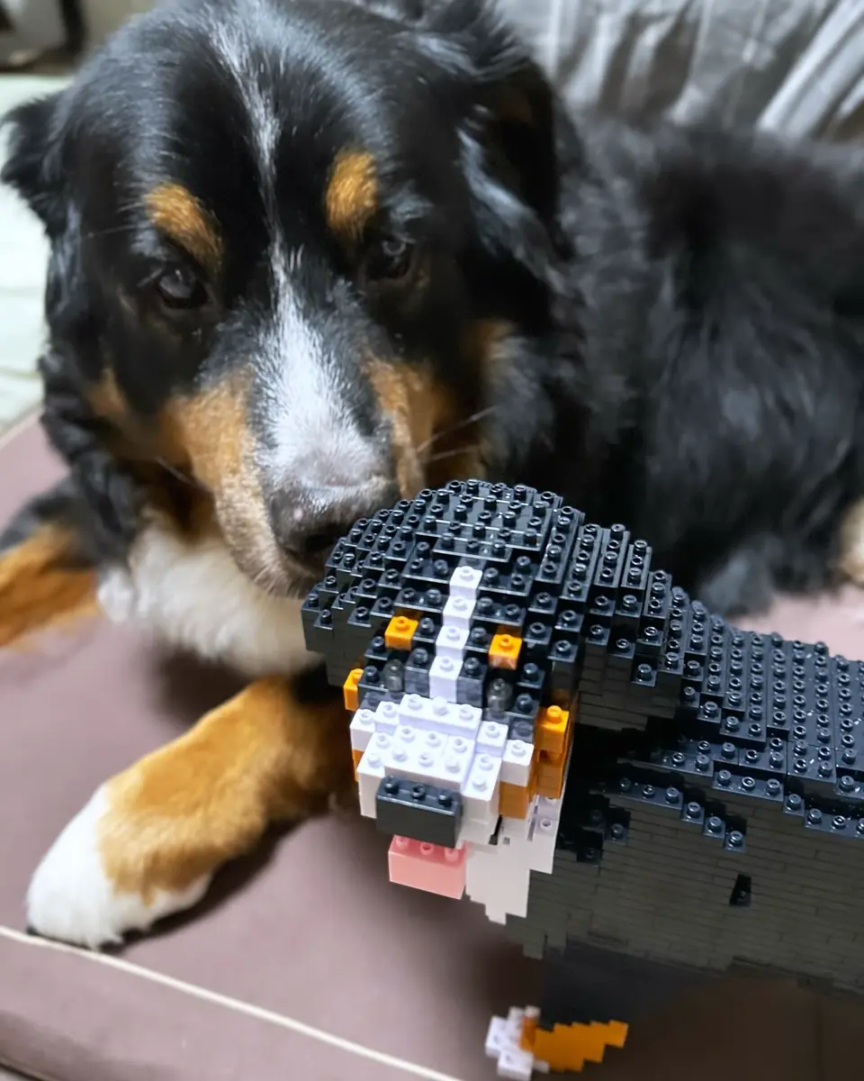 Bernese Mountain Dog 03B - JEKCA | Plastic Building Blocks for