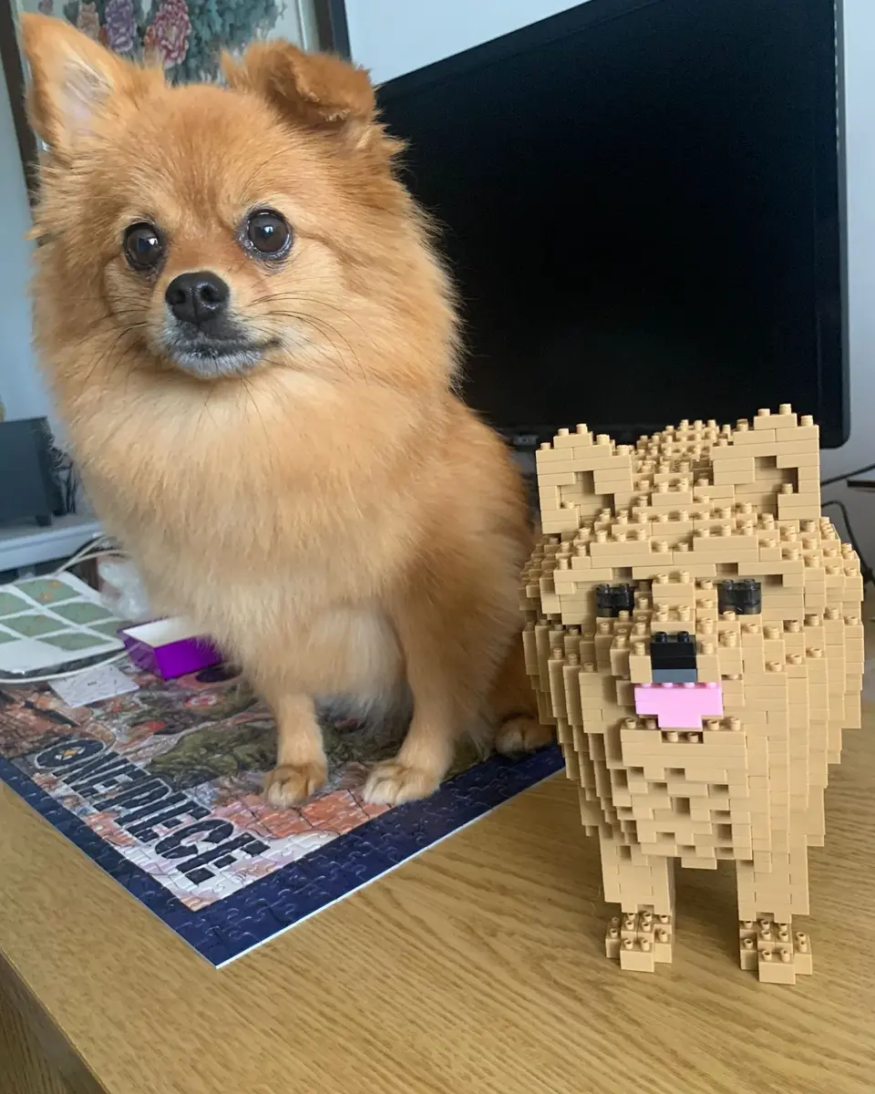 Pomeranian 02-M03 - JEKCA | Plastic Building Blocks for Kidults