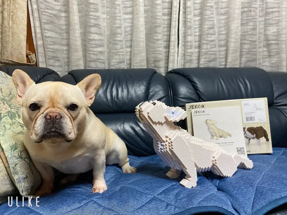 French Bulldog 04-M04B - JEKCA | Plastic Building Blocks for