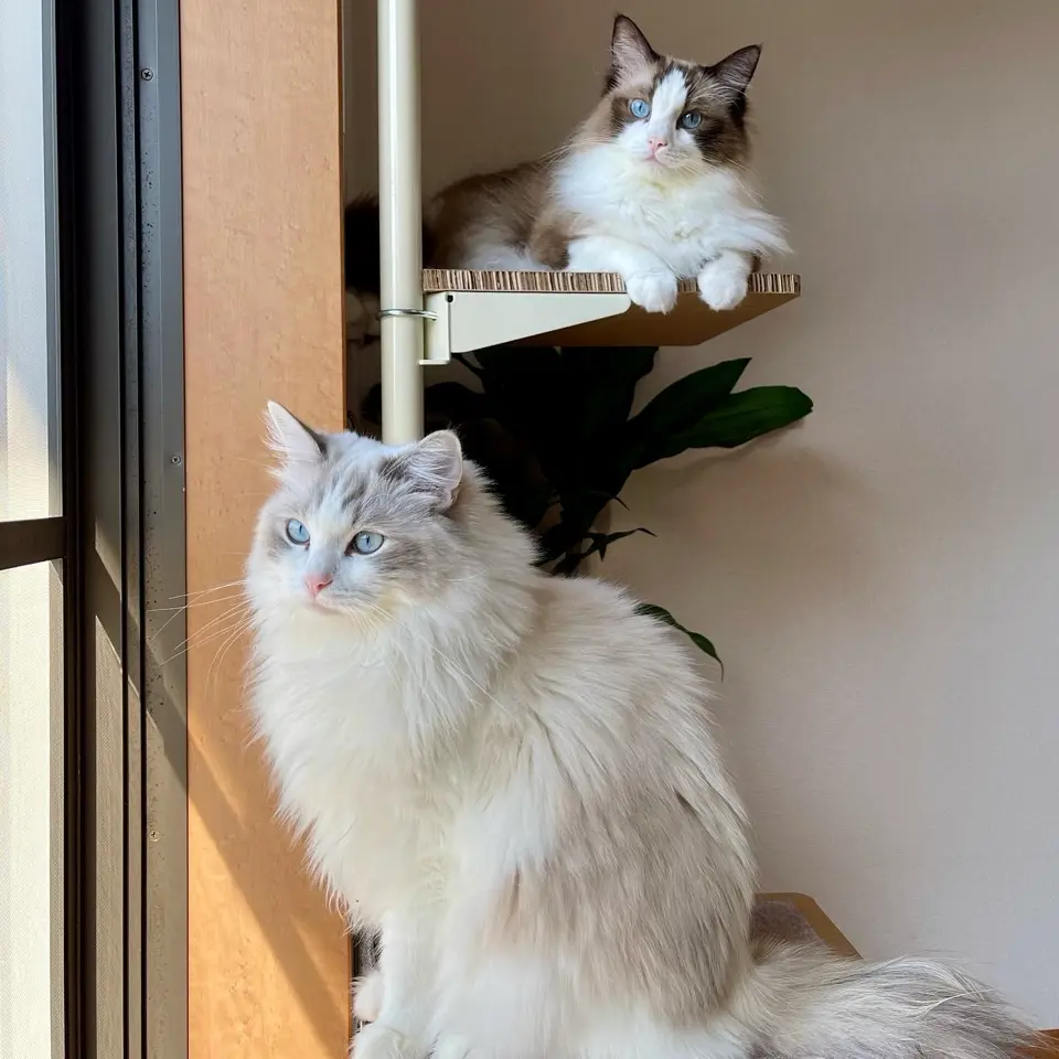 じゃれねこ『5月イベ☆12』 公式】[じゃれ猫 謎の未確認生物！【×3セット】 (セレクト品