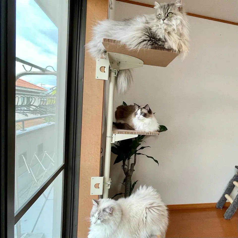 ポラ猫 Amazon.co.jp: BIKKU ブロックでつくる ねこちゃんロボット