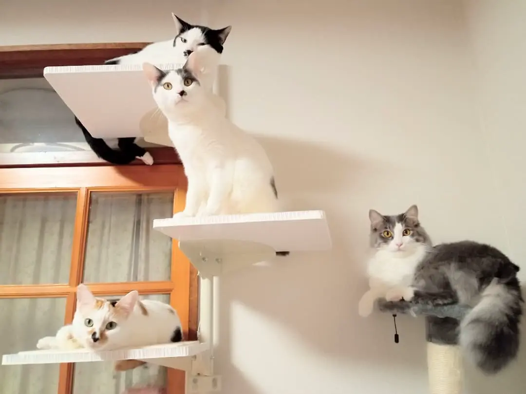 ねこさんラック ccd4b1fb24fd79718c9245b4a788a2