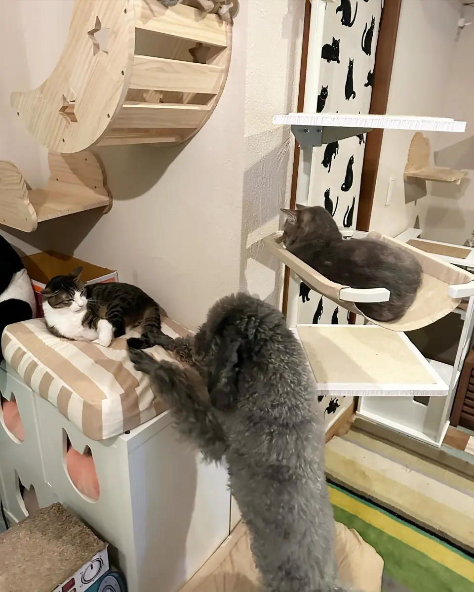 ユニークライフ】｜キャットタワー｜Uniquelife | 設置例100選