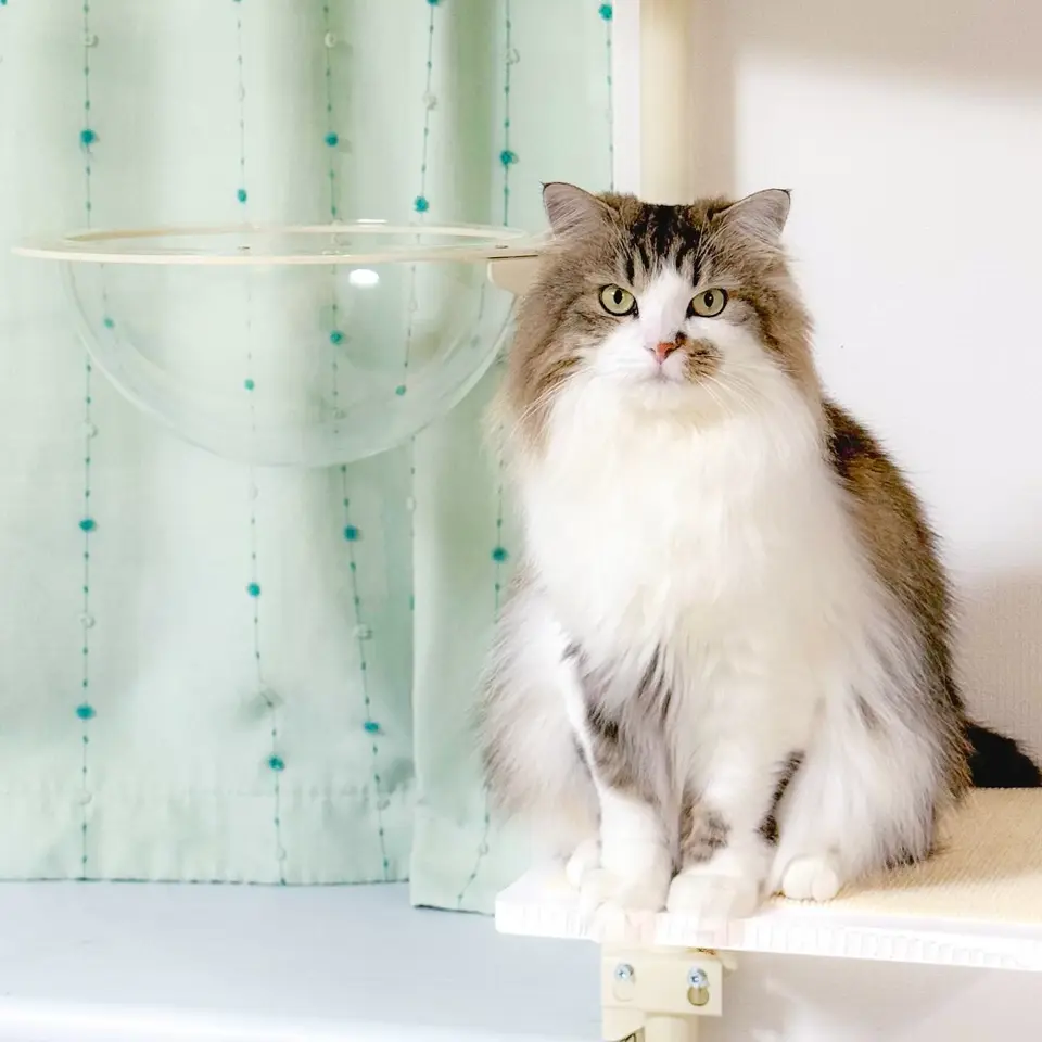 ゆうはる♡リピーター様リクエスト　猫　オーナメント　キャット 楽天市場】猫 二匹 仲良し カップル ねこ オブジェ オーナメント