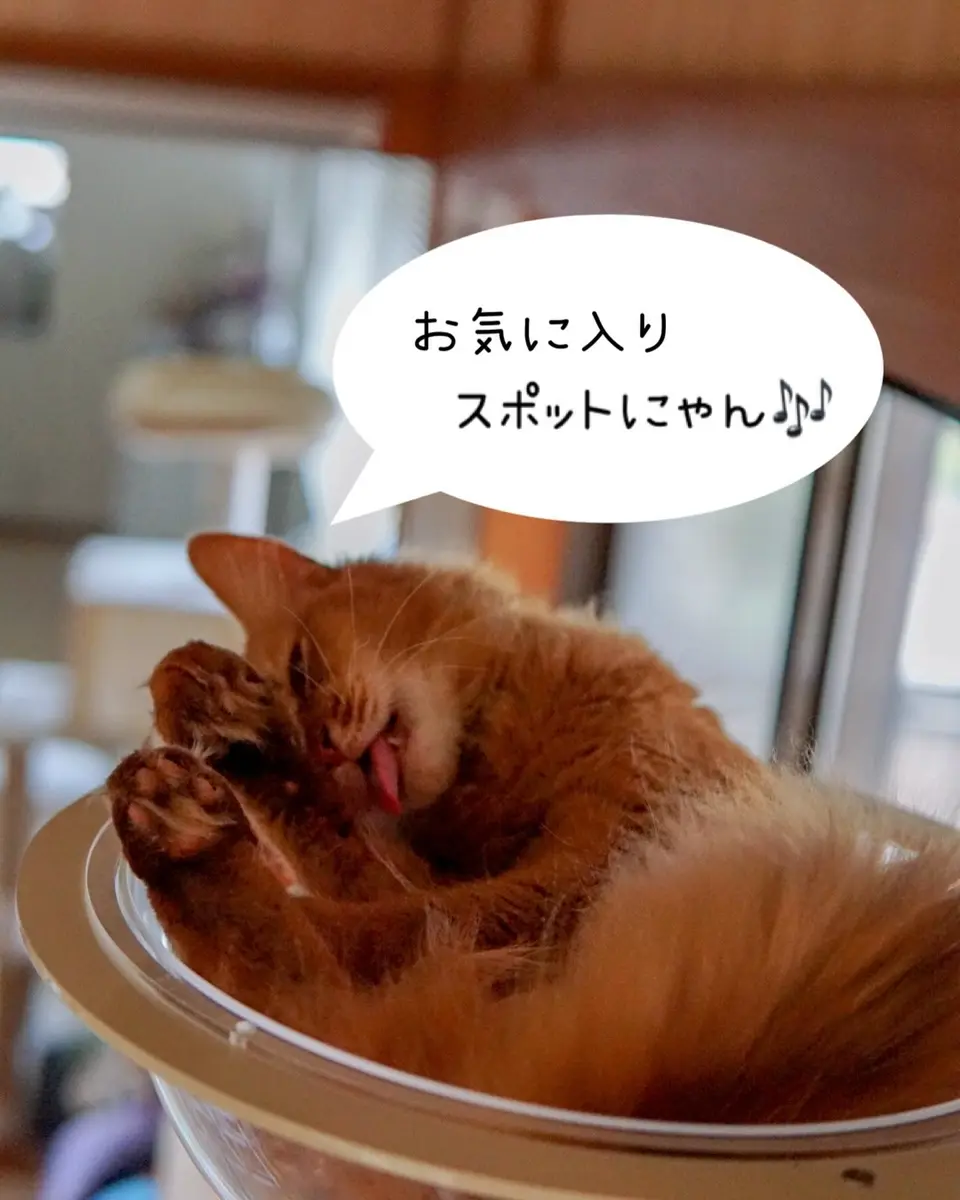 ねこゴロン全商品一覧｜窓辺を彩るキャットタワー・カスタムパーツ