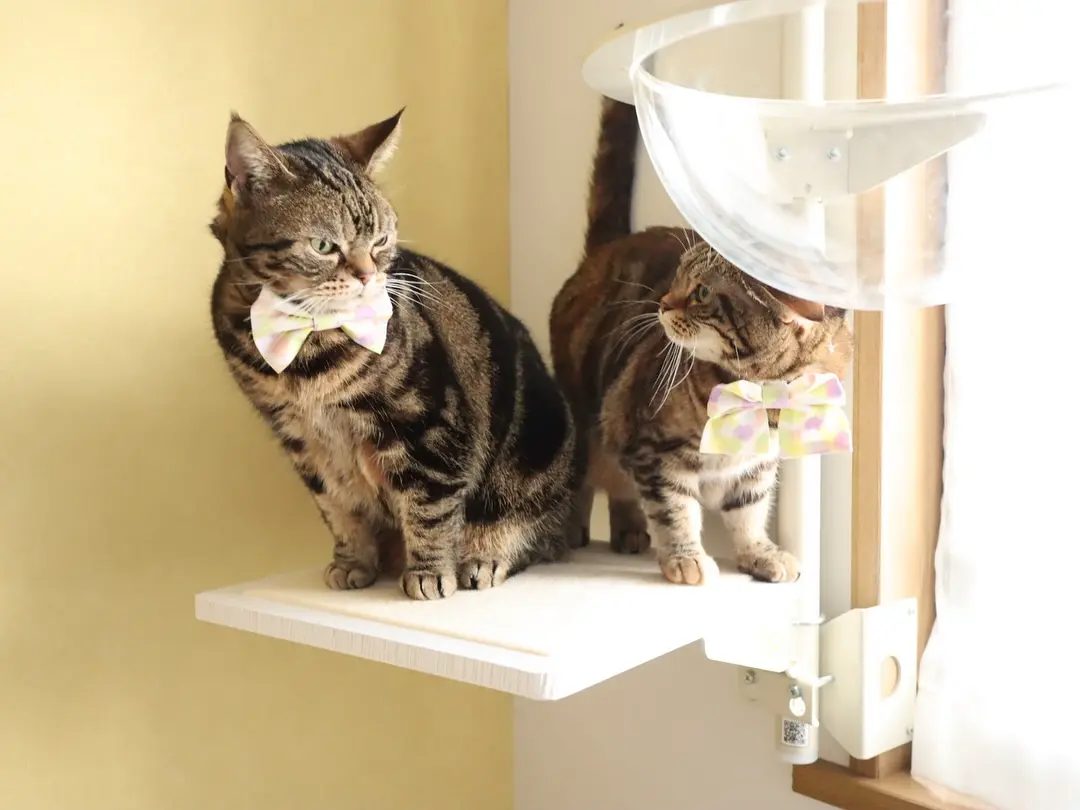 ねこゴロン全商品一覧｜窓辺を彩るキャットタワー・カスタムパーツ