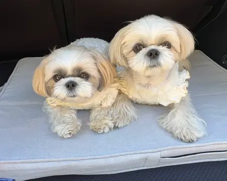 洗えるペットマット クッションエアー 替えカバー – OFT STORE