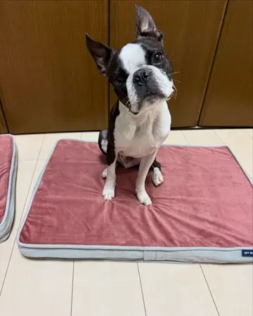 洗えるペットマット クッションエアー 替えカバー – OFT STORE