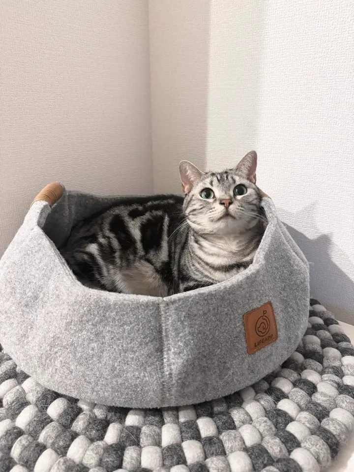 オーエフティー 楽天市場】猫 トイレ 大型（ブランドオーエフティー）（ペット・ペット