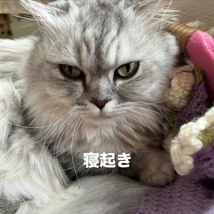 ペット用品の通販 OFT STORE（オーエフティーストア）公式サイト