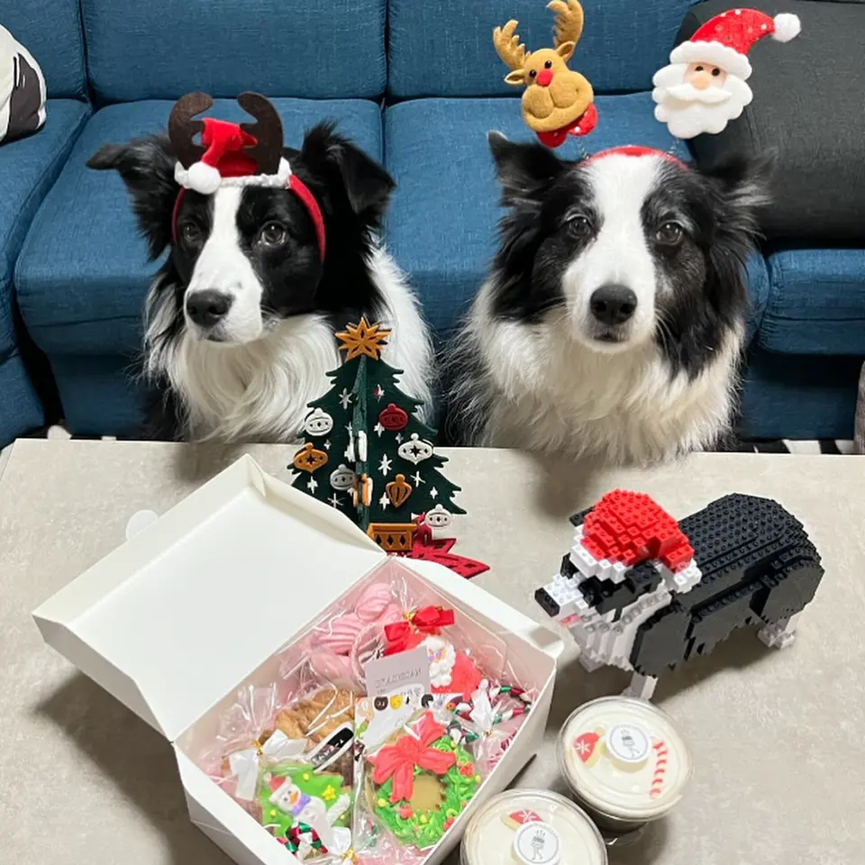 Collie専用購入ページ Sitting Border Collie Sticker | Border Collie Lovers Gift