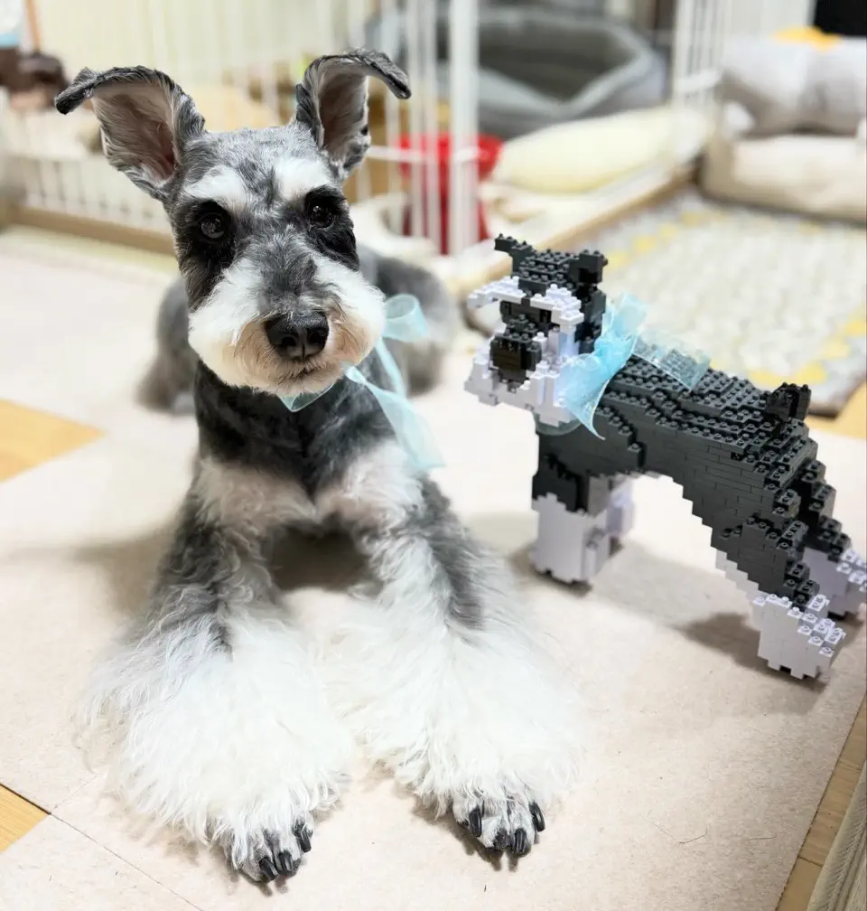 Standard Schnauzer 02-M01 - JEKCA Building Blocks for Kidults