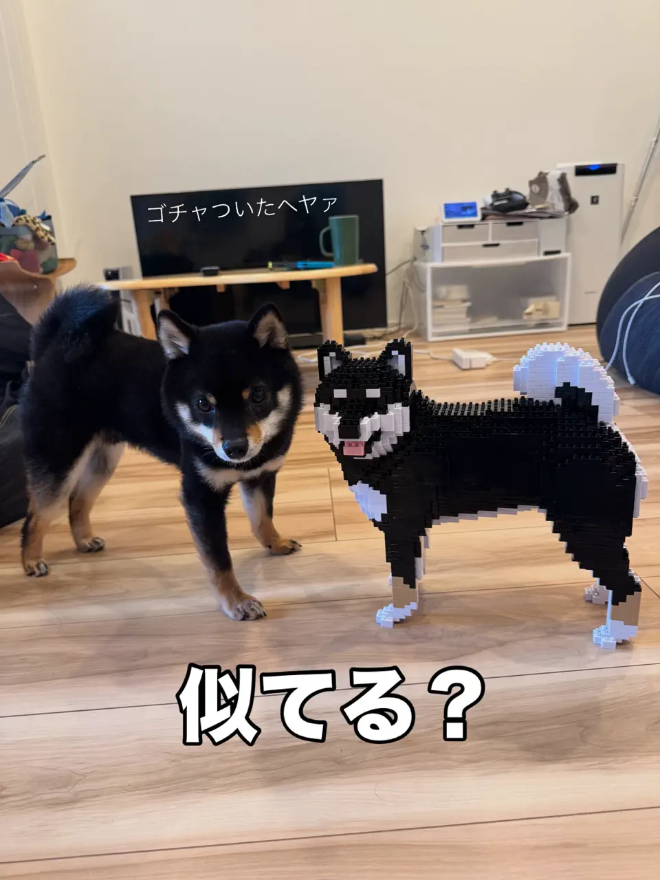 JEKCA EU - Lucky Shiba Inu 01S-M01 | Plastic Building Blocks for