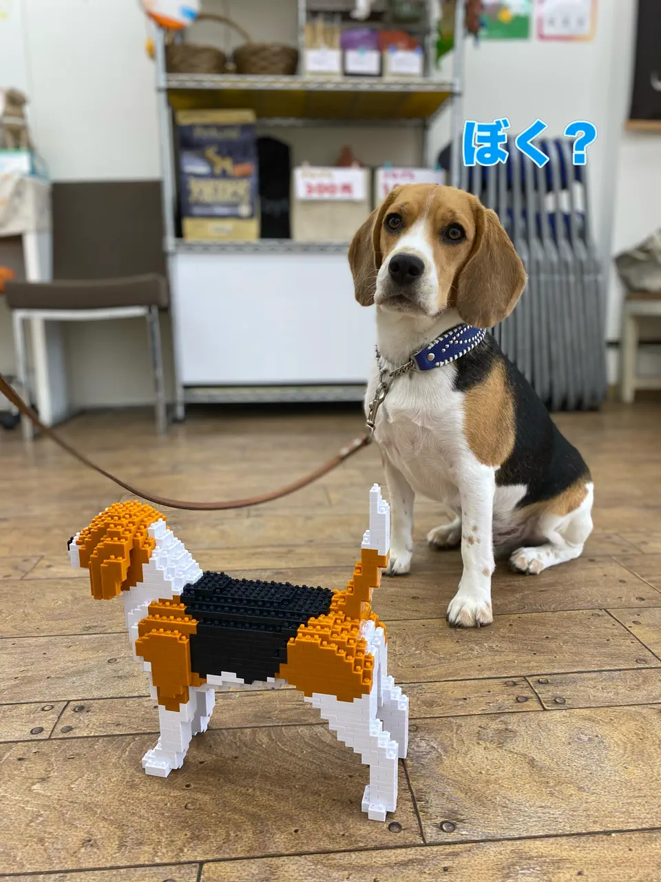 JEKCA EU - Beagle 03S | Plastic Building Blocks for Kidults