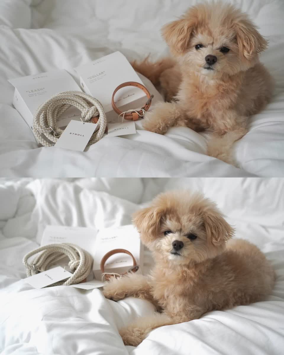 Classic Leash 1.8m 手持ちリード（オートミール）