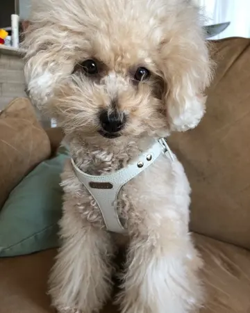 MINIME♡ハーネス&リード 犬用ハーネス 負担が少ない 着脱簡単 革