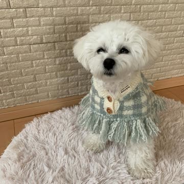 【美品】glamb グラム チェック ニット ポンチョコート 美品】glamb グラム チェック ニット ポンチョコート 美品