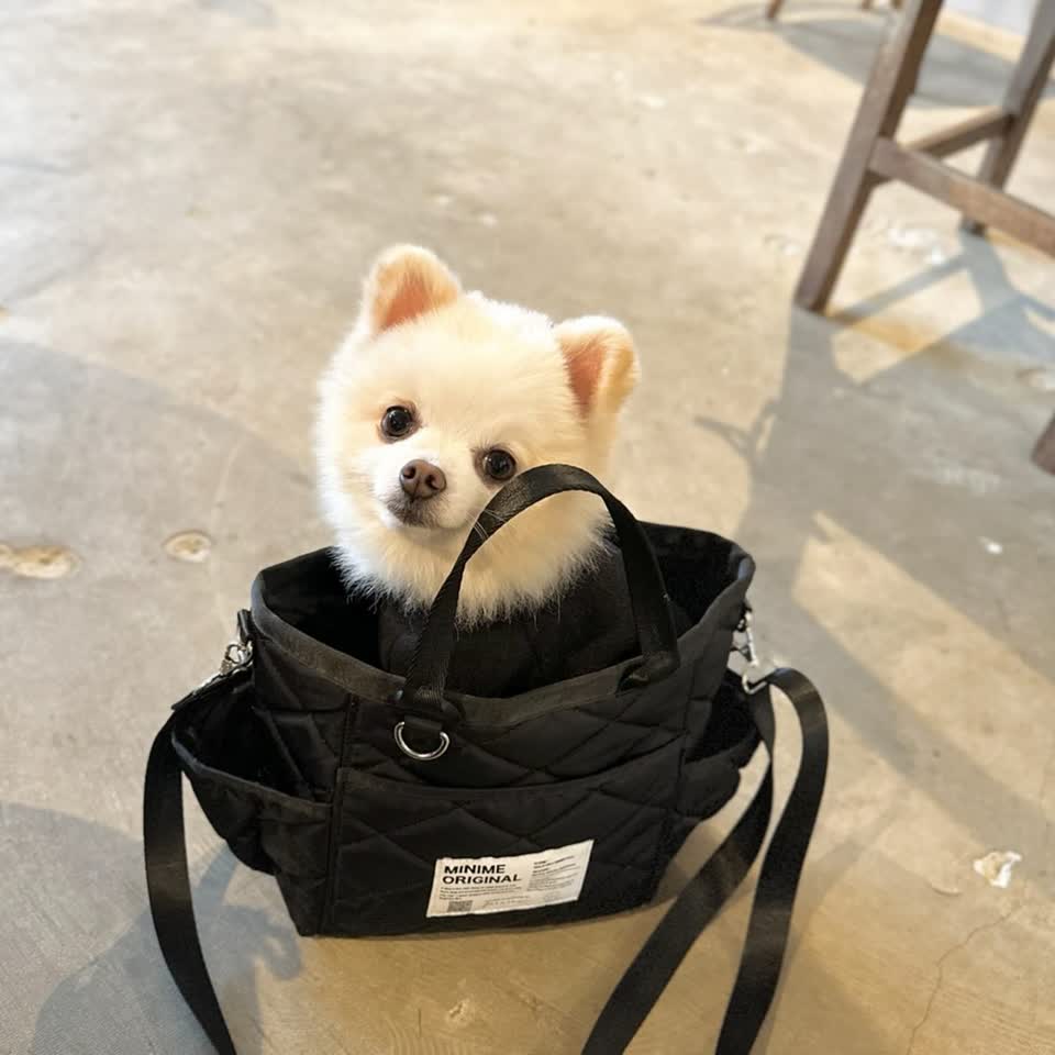 愛犬用の2WAYお散歩バッグ｜斜めがけ可＆おしゃれで使いやすく