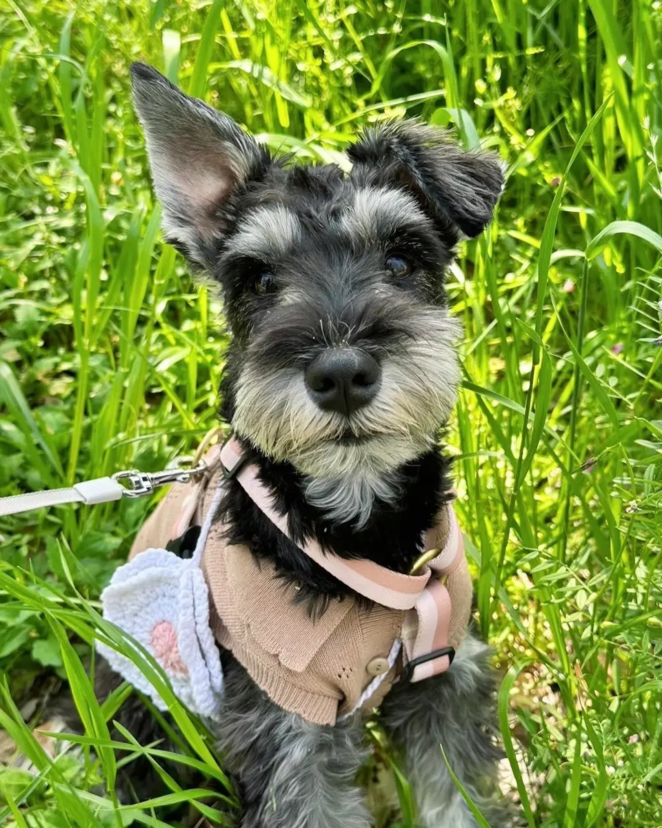 フラワーポシェット