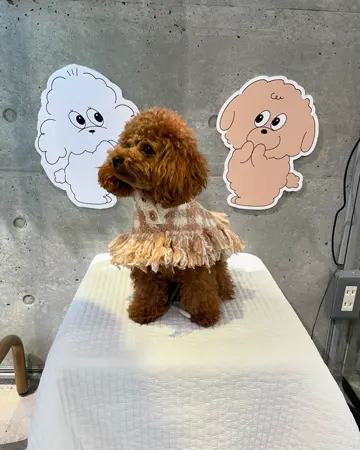 チェックポンチョニットコート（2色）