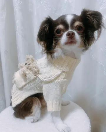 MINIME 犬服 ポケットトイニットプルオーバー 24時間限定価格 ミニミー ポケットトイニットプルオーバー（アイボリー）