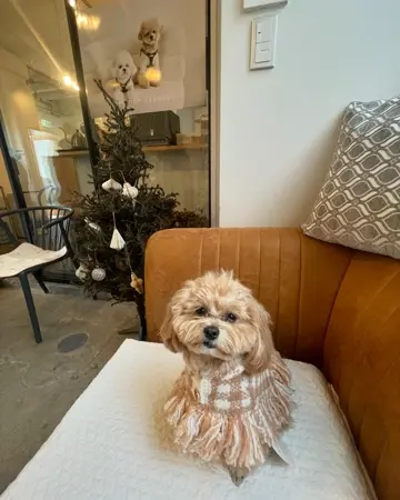 【美品】glamb グラム チェック ニット ポンチョコート 美品】glamb グラム チェック ニット ポンチョコート 美品