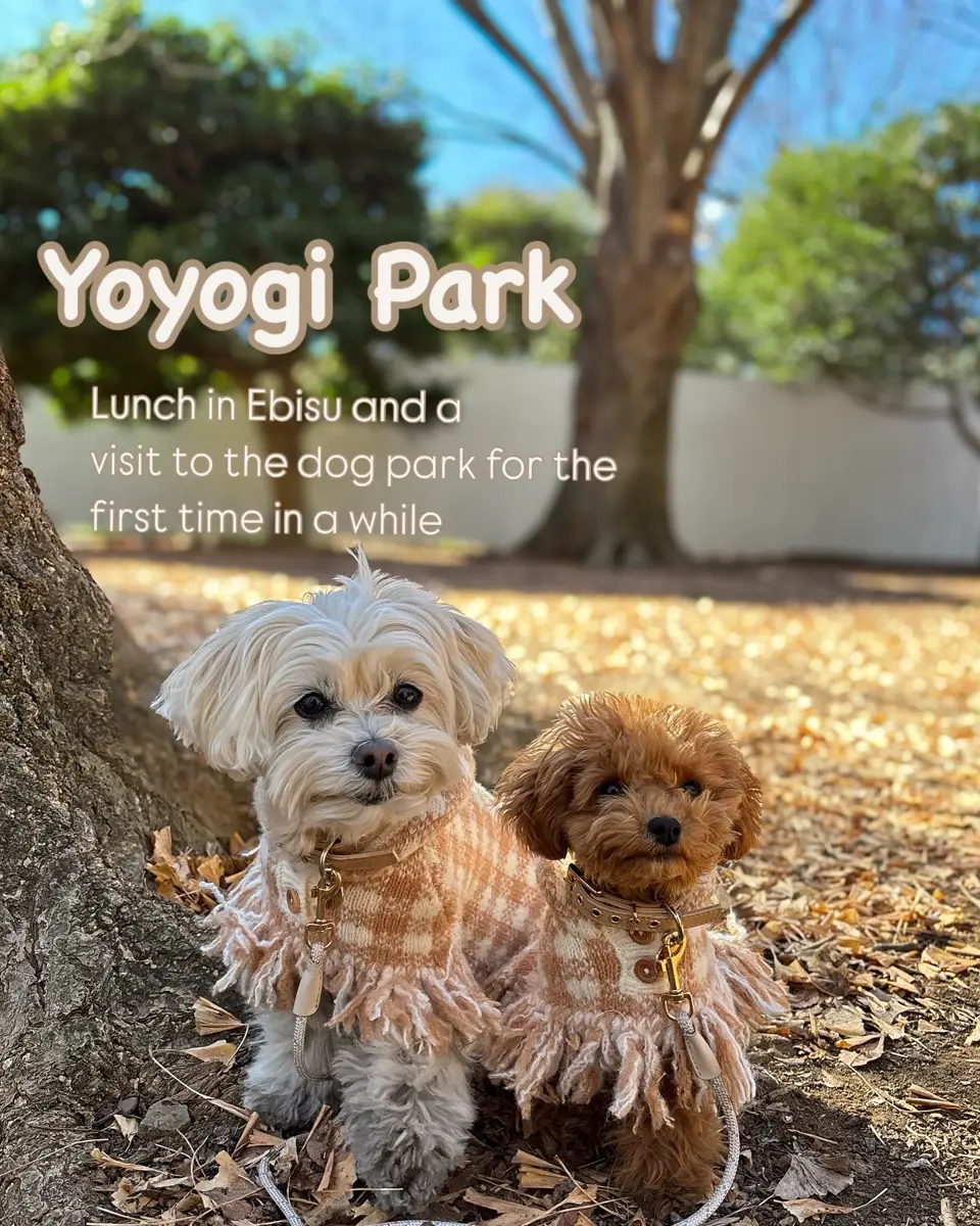 ホイップCreamニットポンチョ ホイップcreamニットポンチョ – mellfy memory