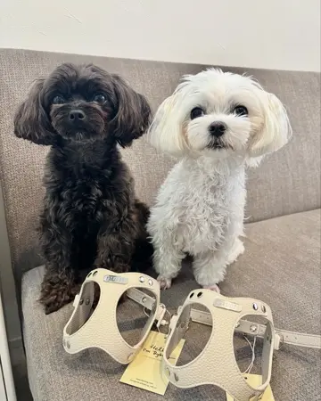 犬用ハーネス 負担が少ない 着脱簡単 革